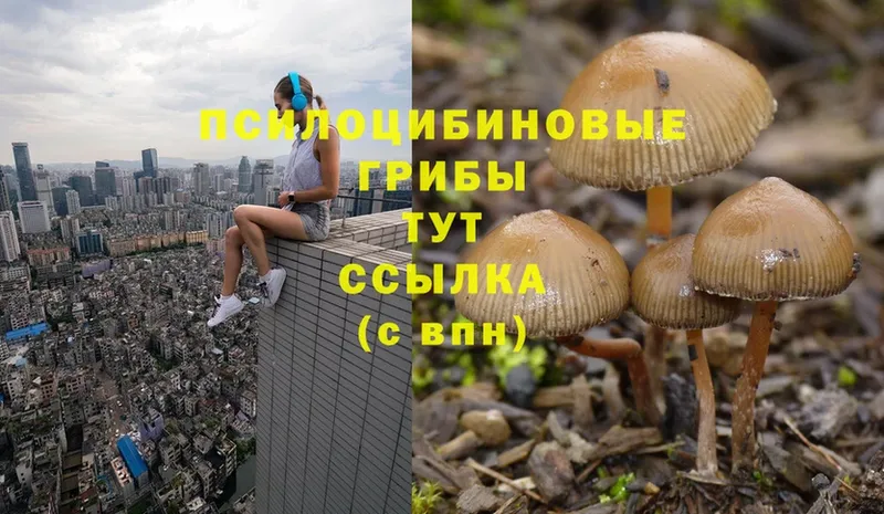 купить наркоту  Богородск  Псилоцибиновые грибы Cubensis 